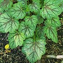 Heuchera Mercury