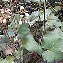 Heuchera Saturn