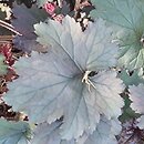 Heuchera Binoche