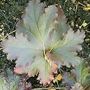 Heuchera Black Taffeta