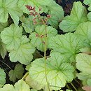 Heuchera Pinot Bianco