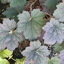 Heuchera Frosted Violet