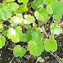 Heuchera rubescens