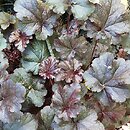 Heuchera Licorice