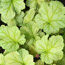 Heuchera Pinto Bianco