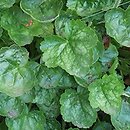 Heuchera Hyperion