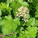 Heuchera maxima