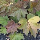 Heuchera Arella
