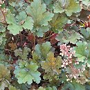 Heuchera Crimson Curls