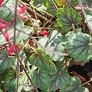 Heuchera Cezanne