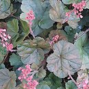 Heuchera Cassis