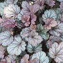Heuchera Sugar Plum