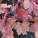 Heuchera Magma