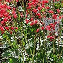 Heuchera Strawberry Candy
