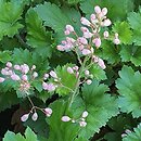 Heuchera Strawberry Swirl