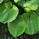 Hosta Sum and Substance