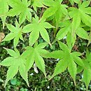 Acer palmatum Shin-nyo