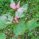 Acer ×conspicuum Red Flamingo