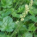 Heuchera Damask