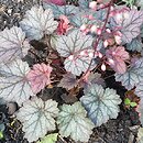 Heuchera Haruno