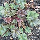 Heuchera Cafe Ole