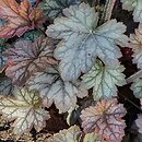 Heuchera Color Dream
