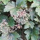Heuchera Metalic