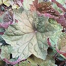 Heuchera Big Top Emerald