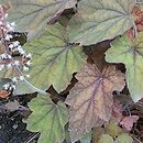 Heuchera Art Deco
