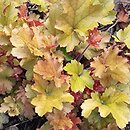 Heuchera Marmalade