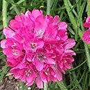 Armeria maritima Amanda Deep Rose