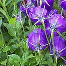 Campanula ×pulloides (dzwonek ciemniejący)