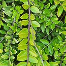 Lonicera nitida Golden Glow