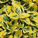 Euonymus fortunei Canadale Gold