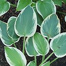Hosta White Edge