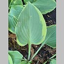 Hosta Veronica Lake