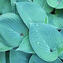 Hosta Hadspen Blue