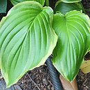 Hosta Sugar and Cream