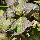 Hydrangea macrophylla Black Diamonds Dark Purple