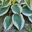 Hosta Blue Ivory