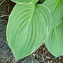 Hosta Fringe Benefit