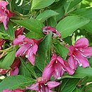 Weigela Bristol Ruby