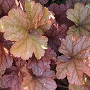Heuchera Ginger Peach