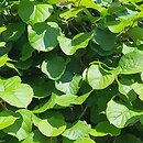 Actinidia chinensis var. deliciosa (aktinidia smakowita)