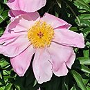 Paeonia lactiflora Sea Shell