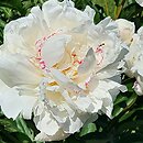 Paeonia lactiflora La Vestale