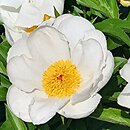 Paeonia lactiflora Le Jour