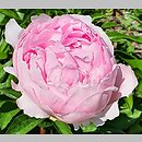 Paeonia lactiflora Minuet