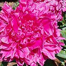 Paeonia lactiflora Ofelia
