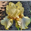 Iris hort. Zelený Počátek